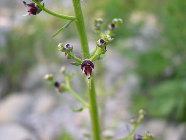 Scrophularia canina